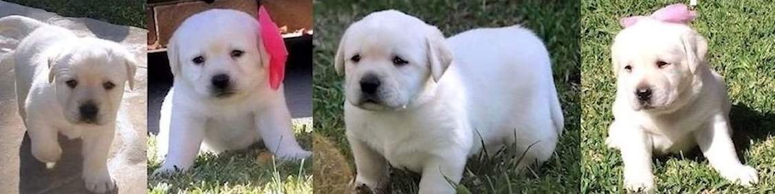 ENGLISH LABRADOR RETRIEVER PUPPIES FOR SALE, WHITE, CREAM, YELLOW, BLACK LAB PUPPIES FROM AKC CHAMPION BLOODLINES, WE ARE LOCATED IN SOUTHERN CA, White Labrador Retriever Puppies For Sale in California, SOCAL